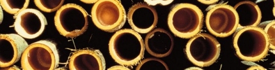 BAMBUS Feuchtegehalt Fischgrat Fladerschnitt Flechtboden Flechtboden/W&uuml;rfel Fugen Fu&szlig;bodenheizung Gefahrstoffverordnung Gehrung Gehrungstafel Ger&auml;uchert Giscode Grathobel Grundsiegel Holzfeuchte Heizprotokoll Hirnholz Hochkantlamellen Hobel Hohlkehl (-leisten) Holzarten Holzaufbau Holzfeuchte Holzh&auml;rte Holzpflaster Holzstaub Hygrometer Hygroskopisch Intarsien Kalken Kambium Kernholz Kitten Kleben 